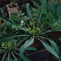Euphorbia bupleurifolia