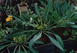 Euphorbia bupleurifolia