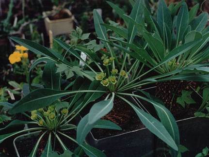 Euphorbia bupleurifolia