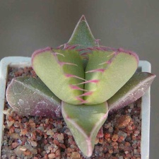 Faucaria tigrina Lynthon MG 1505.35