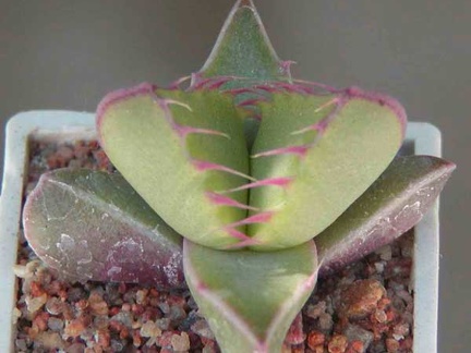 Faucaria tigrina Lynthon MG 1505.35