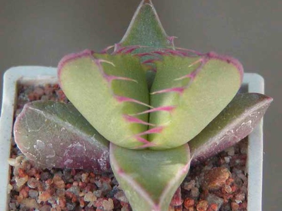 Faucaria tigrina Lynthon MG 1505.35