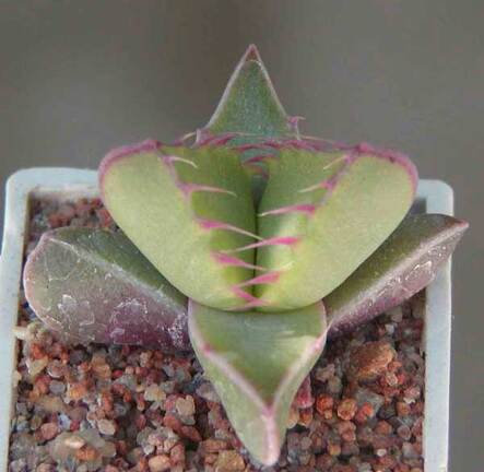 Faucaria tigrina Lynthon MG 1505.35