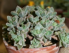 Faucaria boscheana