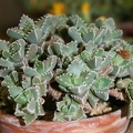 Faucaria boscheana