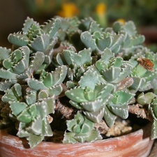 Faucaria boscheana