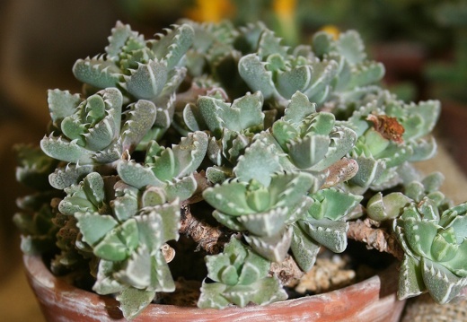 Faucaria boscheana