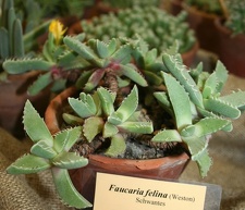 Faucaria felina