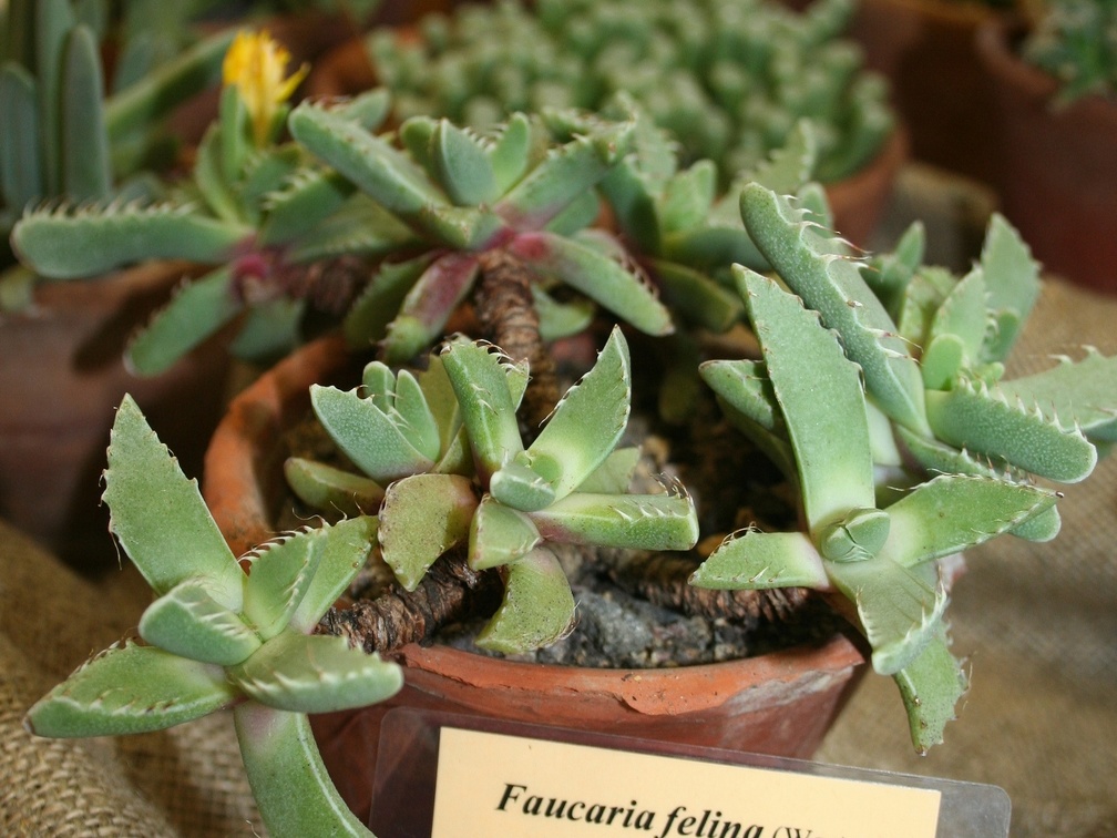 Faucaria felina