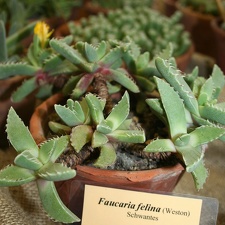 Faucaria felina