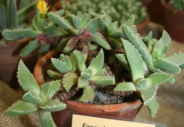 Faucaria felina