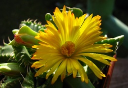 Faucaria tigrina