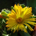 Faucaria tigrina