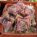Faucaria_tigrina_001.jpg