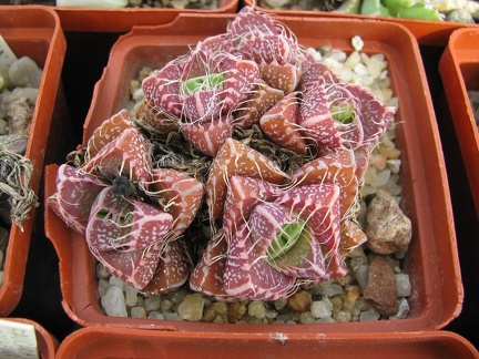 Faucaria tigrina 001