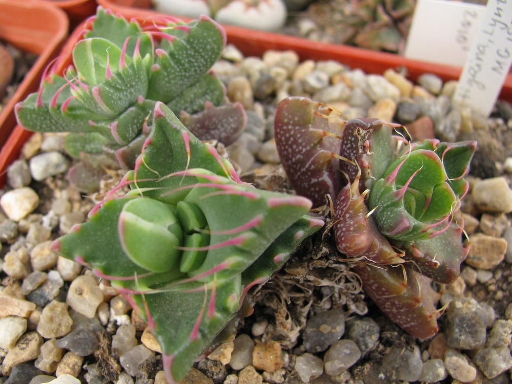 Faucaria tigrina 002