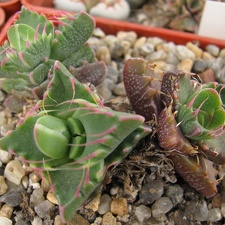 Faucaria tigrina 002