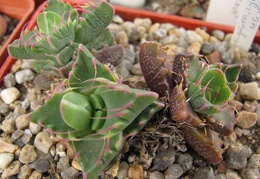 Faucaria tigrina 002