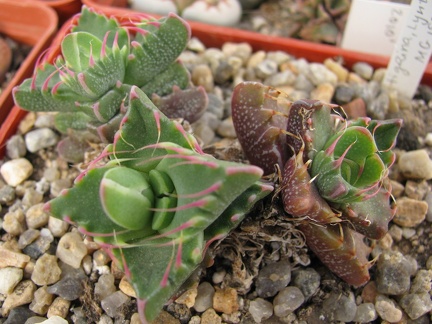 Faucaria tigrina 002