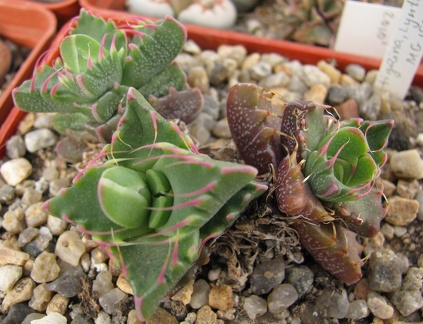 Faucaria tigrina 002