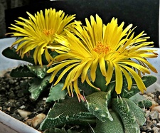 Faucaria tigrina 003