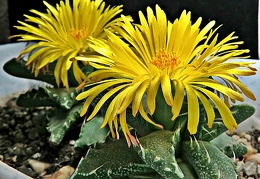 Faucaria tigrina 003