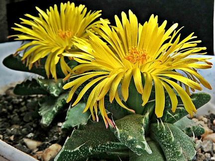 Faucaria tigrina 003