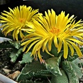 Faucaria tigrina 003
