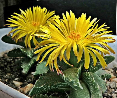 Faucaria tigrina 003