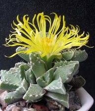 Faucaria tuberculosa1 B FG