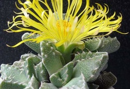 Faucaria tuberculosa1 B FG