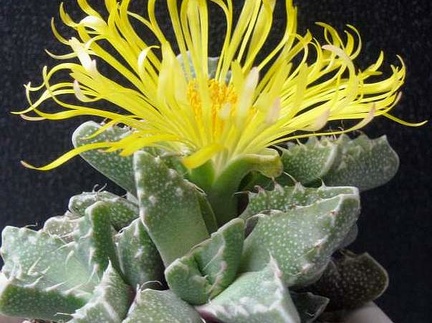 Faucaria tuberculosa1 B FG