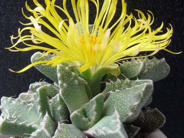 Faucaria tuberculosa1 B FG