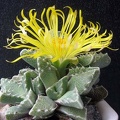 Faucaria tuberculosa1 B FG