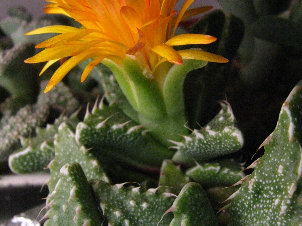 Faucaria tuberculosa3 Baschuk FG