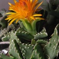 Faucaria tuberculosa3 Baschuk FG