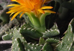 Faucaria tuberculosa3 Baschuk FG