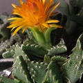 Faucaria_tuberculosa3_Baschuk_FG.jpg