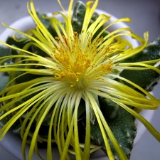Faucaria tuberculosa B FG