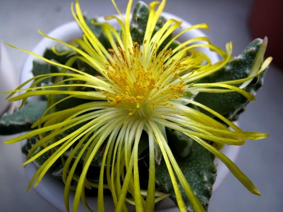 Faucaria tuberculosa B FG