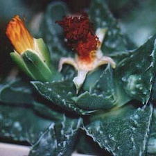 Faucaria tuberculosa