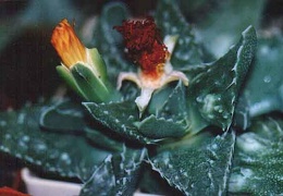 Faucaria tuberculosa