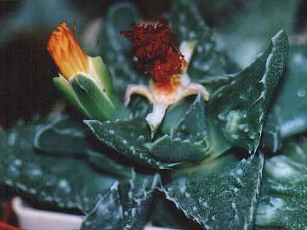 Faucaria tuberculosa