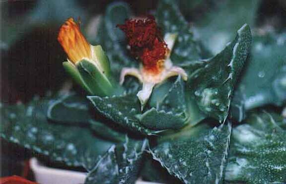 Faucaria tuberculosa