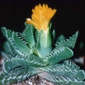 Faucaria tuberculosa