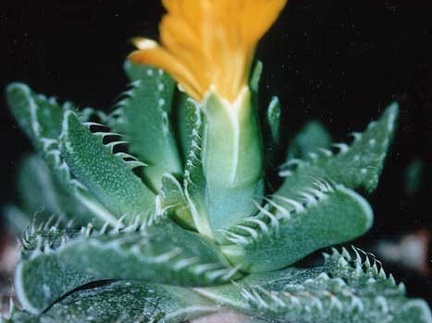 Faucaria tuberculosa