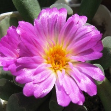 Frithia pulchra Krup FG