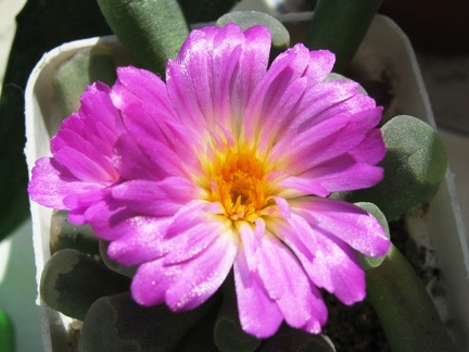 Frithia pulchra Krup FG
