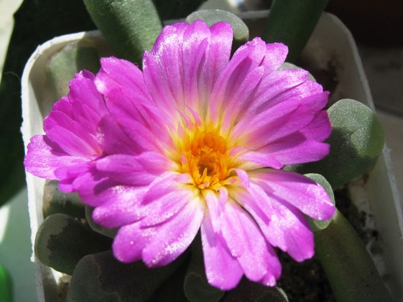 Frithia pulchra Krup FG