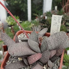 Gasteria  baylissiana